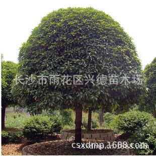 批发八月桂金桂花树湖南丛生桂花四季常青桂花苗四季庭院树