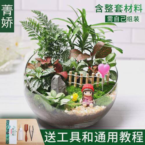 20c苔藓diy微景观生态瓶绿植物种植材料包组合套装切暖场活动大号
