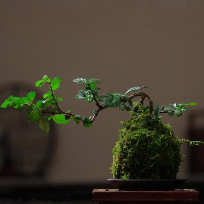 悬崖福建茶苔藓球 悬崖榆树六月雪七里香九里香黄杨罗汉松绿植