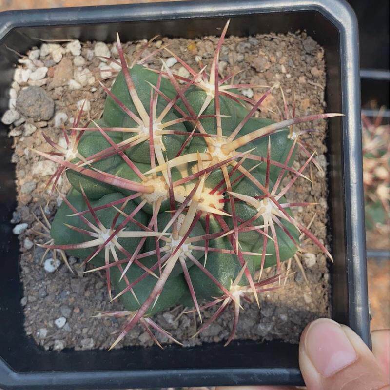 大红鹰自直径强刺仙人球根8厘米开花多肉植物