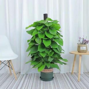 大叶绿萝绿植室内大型绿化办公室盆栽花木绿萝柱