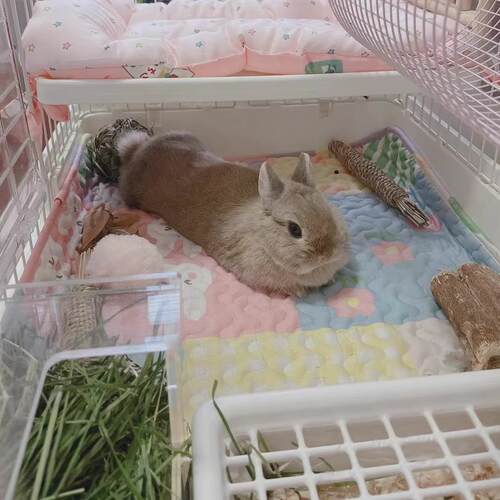 达洋R81兔笼地垫R71防水兔垫子荷兰猪龙猫防喷尿平台隔板猫狗脚垫