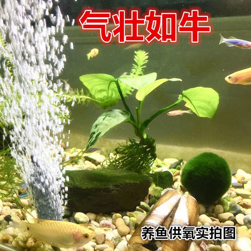 370气泵拆机 大气量5-12v鱼缸增氧 野外垂钓打气泵水族养鱼虾打氧,宠物/宠物食品及用品,鱼,淘宝优惠券,粉丝福利购,淘宝优惠卷