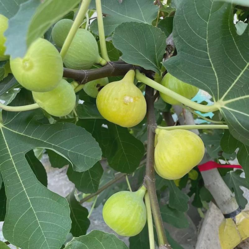 无花果树果苗芭劳奈矮化四季盆栽新品种特大果南方北方鲜果树大苗