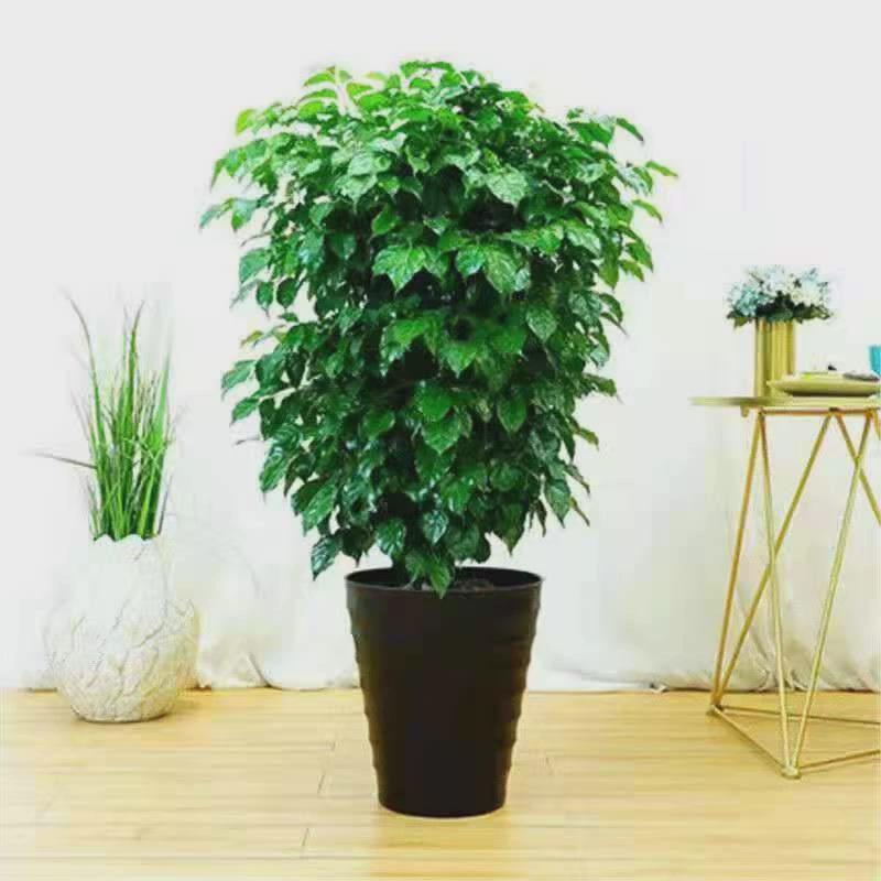 植物大盆栽客厅办公室四季常青幸福树好养绿植盆景