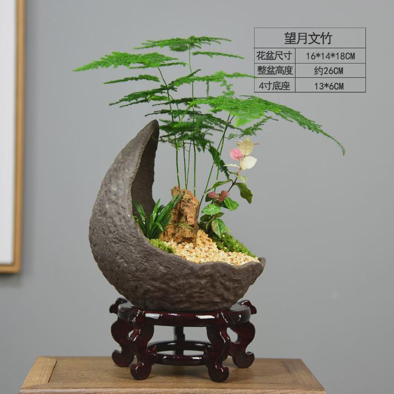 文竹植物盆景室内盆栽大桌面办公桌绿植水培陶瓷装饰摆件中式礼品