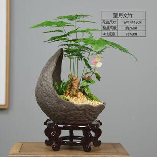 文竹植物盆景室内盆栽大桌面办公桌绿植水培陶瓷装饰摆件中式礼品