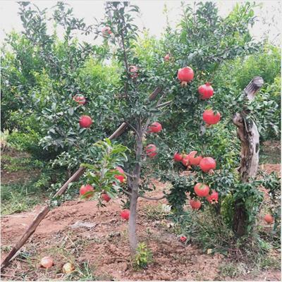 石榴树树苗突尼斯软籽无籽各种水果树果苗南北方种植盆栽地栽庭院