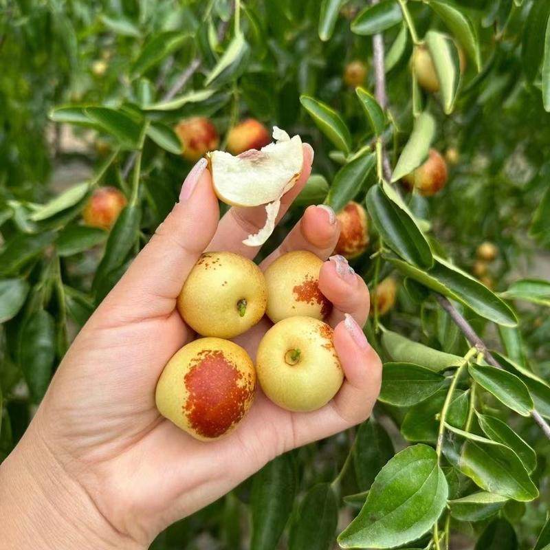 枣树活苗南方北方嫁接大枣树苗山东种植庭院红枣子树盆栽冬枣苗树