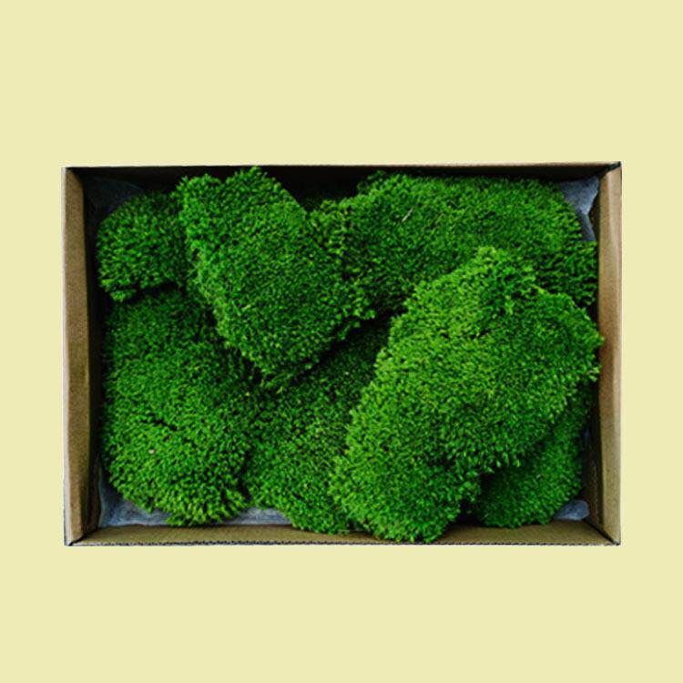 永生苔藓鹿蕊白发藓块真苔藓青苔墙干花背景墙青苔植物墙藓干苔藓