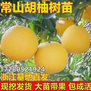 常山胡柚树苗嫁接柚子树苗甜柚蜜柚子果树南北方种植当年结果带土
