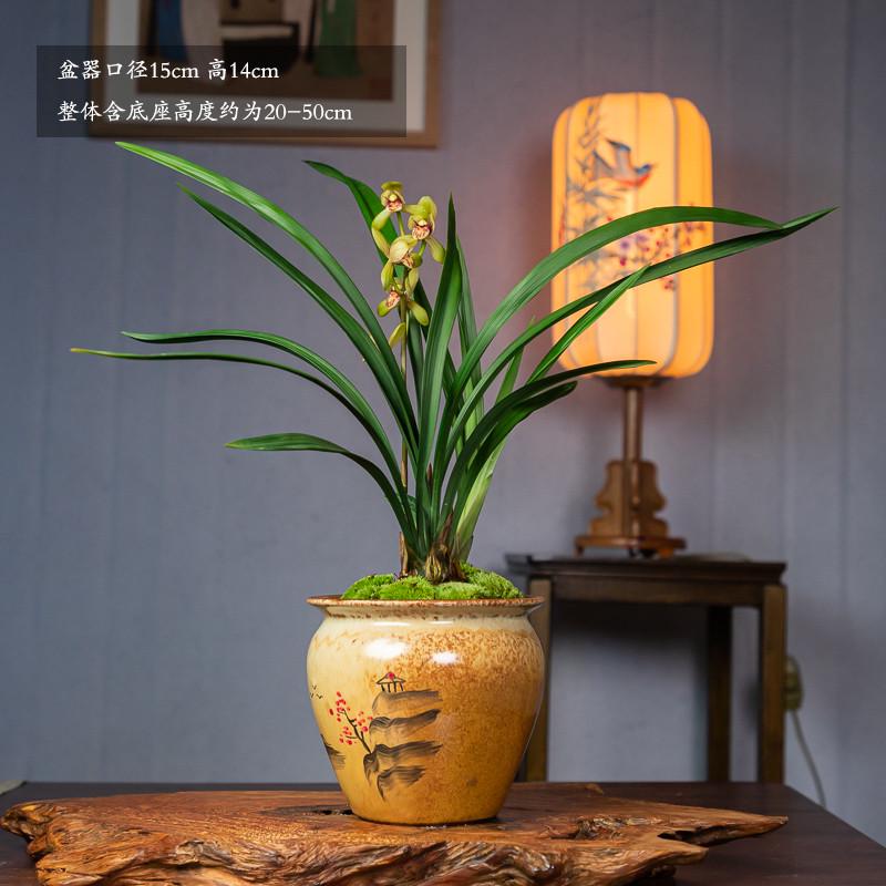 名贵带花兰花盆栽建苗办公室内高端雅致盆景花卉植物盆栽四季浓香