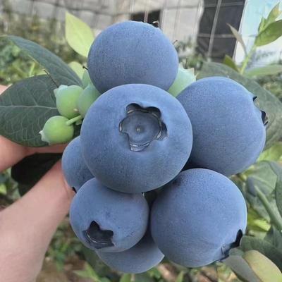 蓝莓树果苗盆栽南方北方种植带果花苞耐寒奥尼尔l25蓝梅树蓝莓苗