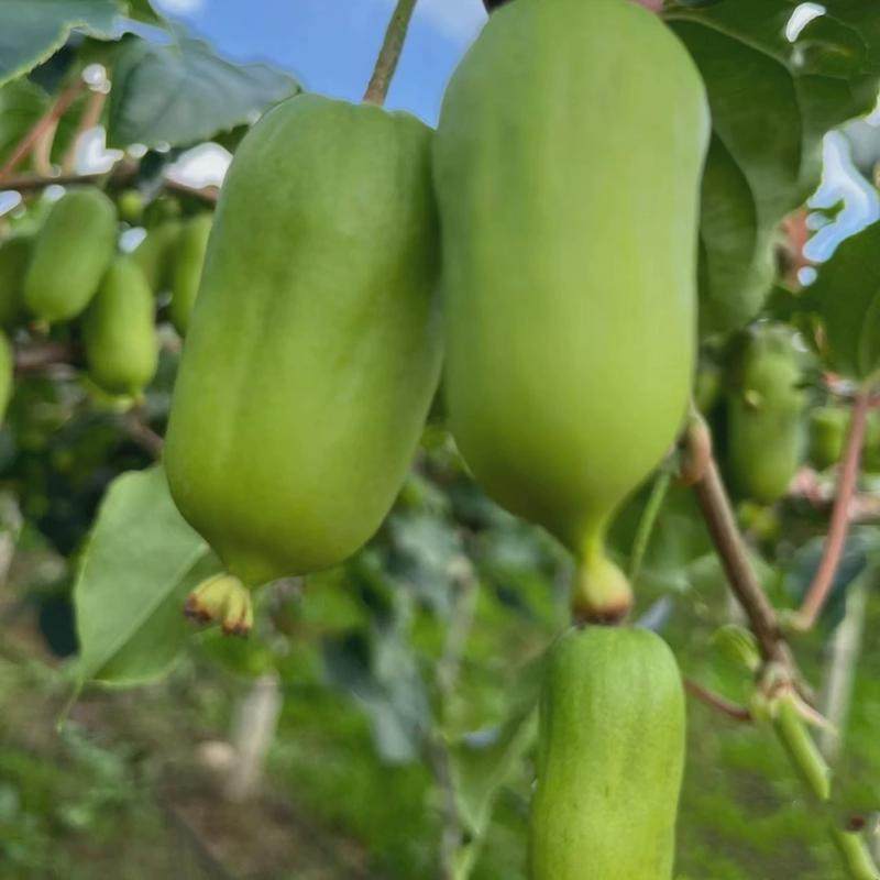 软枣猕猴桃苗果树苗盆栽当年结果软枣子猕猴桃树苗南北方种植