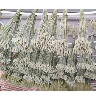 兔尾草公斤干花原色称狗尾巴草卖产地直供diy材料包香薰蜡烛家居