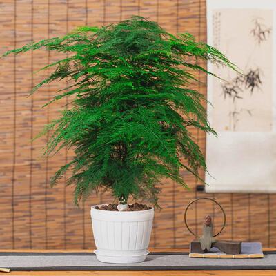 文竹盆栽大型植物办公室内四季花卉客厅桌面小苗绿植云竹盆景好养