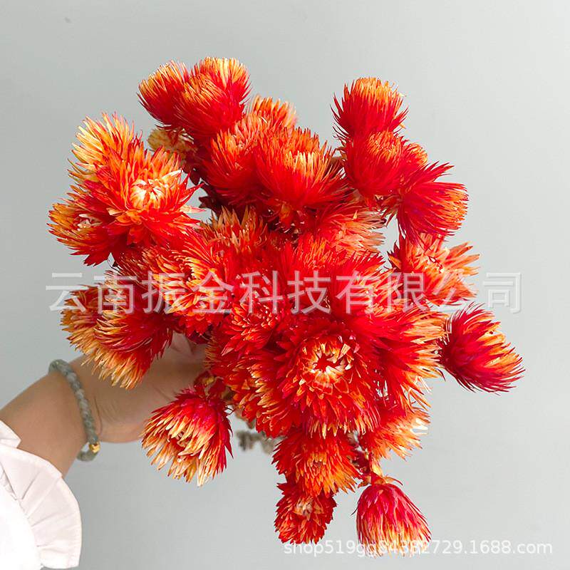高端石花花材珊瑚小雏菊银雪花旱雪莲岩天然真花干花民宿婚庆装饰