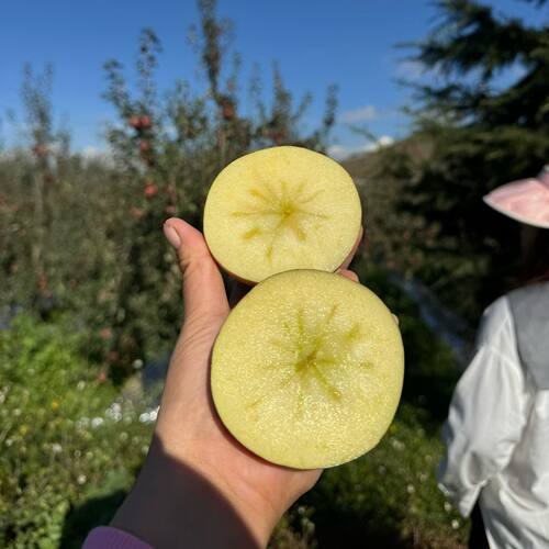 大凉山高山原生态当季可以带皮吃冰糖心富士丑苹果现摘双网套十斤