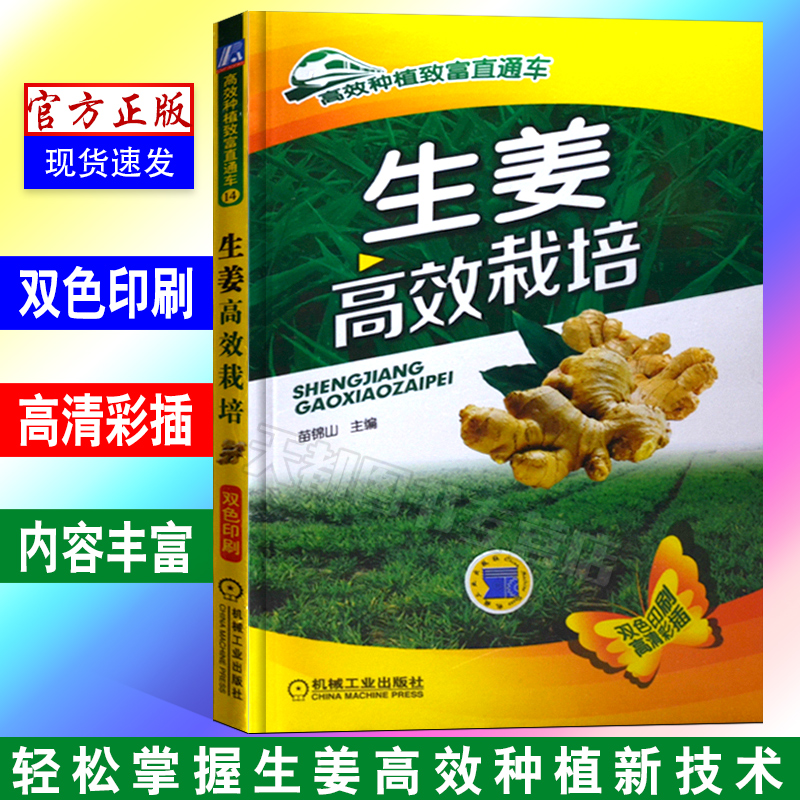 生姜高效栽培 生姜无公害出口栽培技术 有机生姜栽培技术生姜种植技术