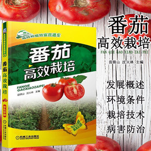 正版现货 番茄高效栽培 西红柿番茄种植技术书籍 西红柿番茄栽培技术大全书籍 农家菜园种西红柿指导手册 机械工业出版社