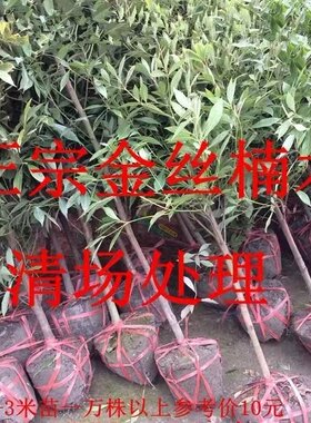 四川珍稀名贵小叶金丝楠木树苗