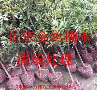 正宗四川金丝楠木树苗 南方珍稀名贵苗木 小叶桢楠 雅楠 大苗小苗