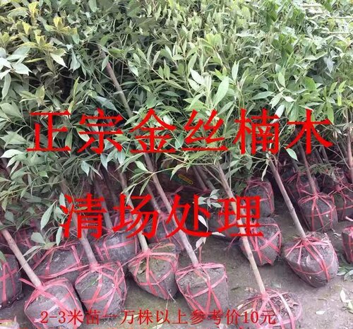 四川珍稀名贵小叶金丝楠木树苗