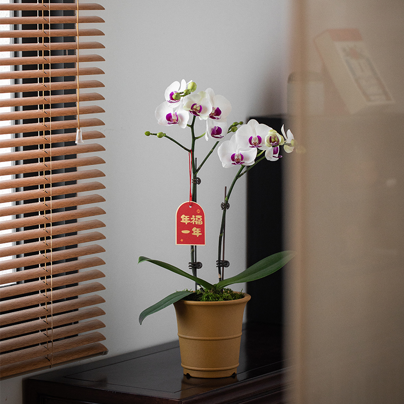 白花粉芯蝴蝶兰带花苞耐寒年宵花