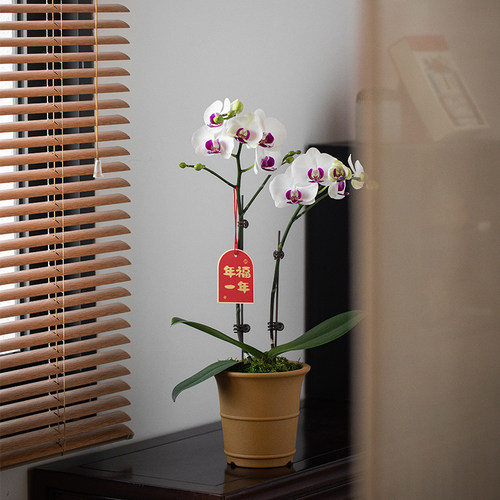 白花粉芯蝴蝶兰带花苞耐寒年宵花