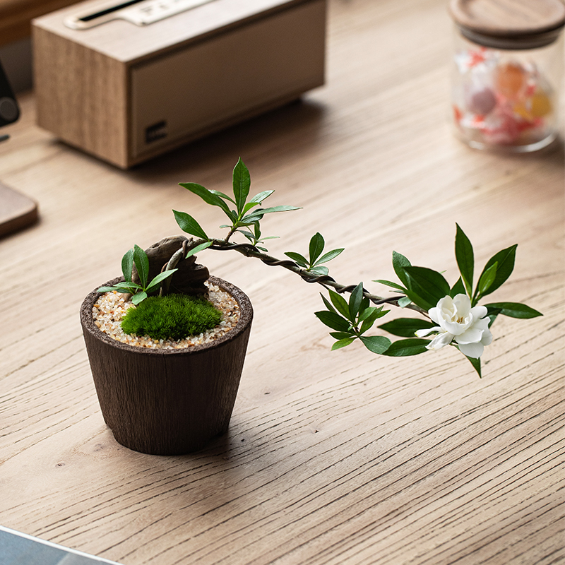 飘枝栀子花禅意绿植好看好养