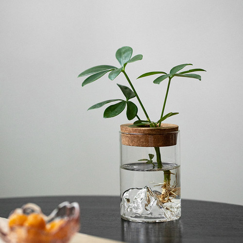 水培植物室内桌面净化空气小能手