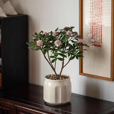 金边瑞香盆栽有花香易养活