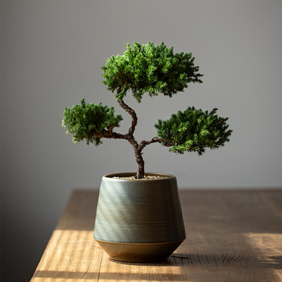 三层塔松禅意盆景好寓意送礼绿植