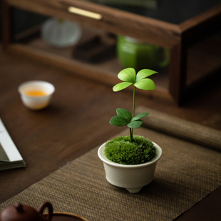 墨西哥铁室内书房绿植盆栽新中式禅意植物铁树宝宝四季常青花卉