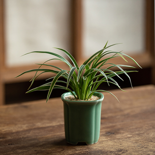 金边吊兰花室内禅意盆栽新中式茶室绿植办公室内桌面好养观叶植物