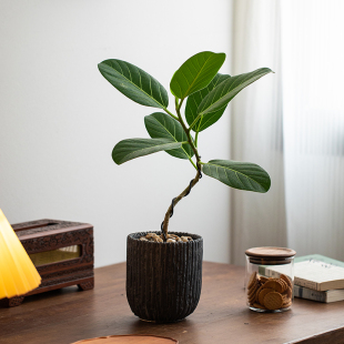 静艺花舍 高山榕造型盆栽办公室内桌面耐阴绿植净化空气花卉植物