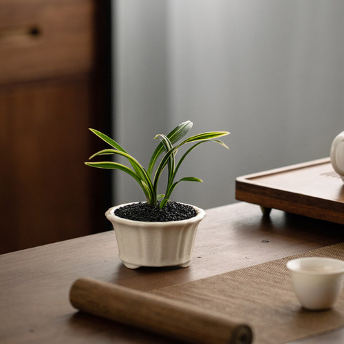 迷你兰花四季好养桌面禅意美观