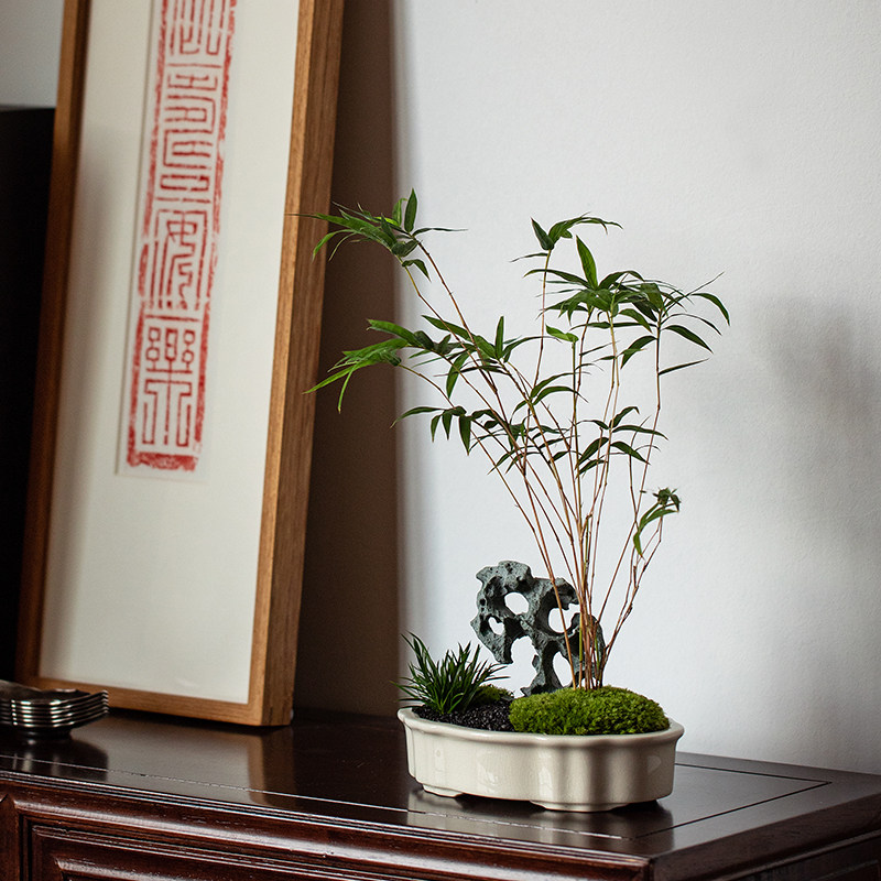 红观音竹室内桌面观叶雅致好运