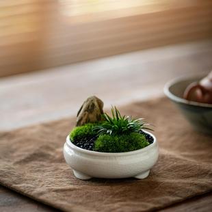 伴石贵船苔菖蒲盆景浦草苔藓茶桌办公桌面小盆栽绿植花卉