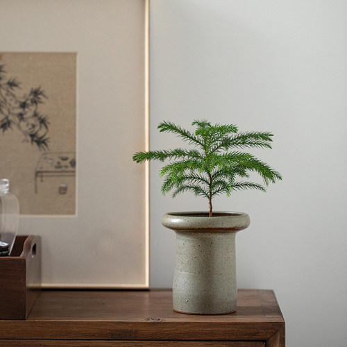 南洋杉盆栽桌面茶几耐热耐寒易养