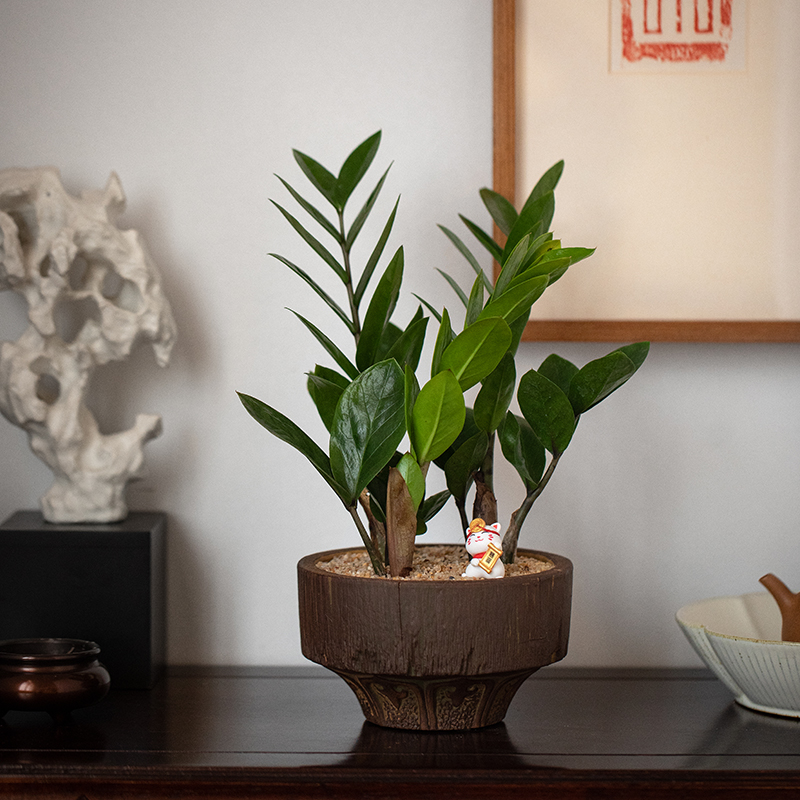 金钱树摇钱树四季常青耐阴耐旱