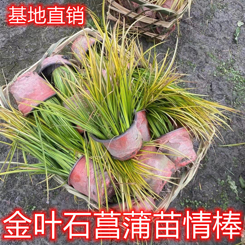 金叶石菖蒲盆栽造景植物土培别墅庭院工程绿化水培观叶常绿植景观