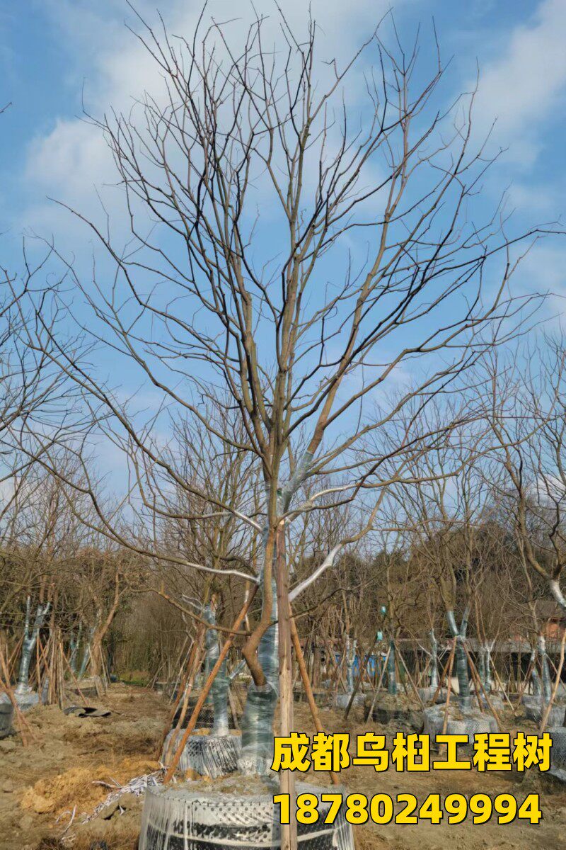 乌桕树苗成都园林绿化工程树行道树承接栽种庭院别墅乌桕造型造景