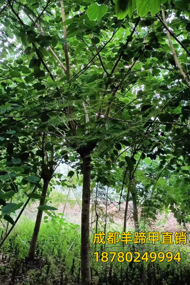 小道羊蹄树植行树苗白区道路公园羊甲庭院绿化移蹄花甲树苗