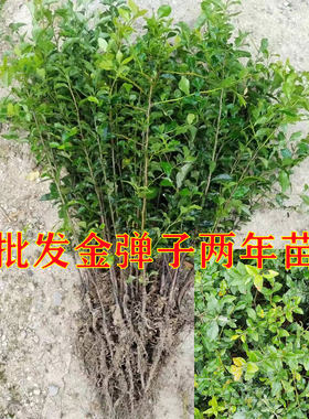 金蛋子苗子金弹子树苗