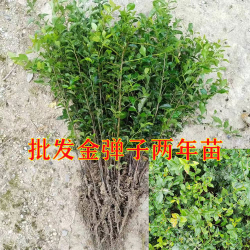 金蛋子苗子金弹子树苗