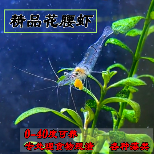 好养秀丽白虾清洁除藻观赏活体