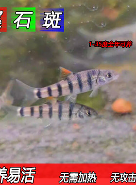 溪石斑淡水好养易活特惠促销