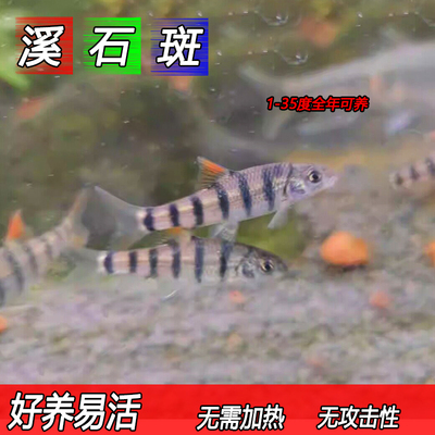 溪石斑淡水好养易活特惠促销