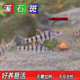 原生溪流鱼 小型鱼光唇鱼斑马鱼 溪石斑鱼活体 冷水观赏鱼 淡水鱼